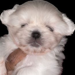 Cavalier King Charles Spaniels and Tibetan Spaniels from Kabaret Cavaliers & Tibetan Spaniels
