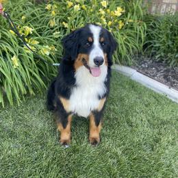Bernese Mountain Dog All Grown Up from Blue Peak Berners