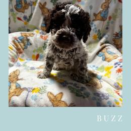 Boy 4 - Brown roan male Lagotto Romagnolo puppy in Salida, California from Harper's Lagotti