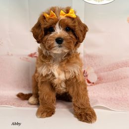 Abby - Apricot female Cavapoo puppy in Pocasset, Massachusetts from Mini Goldendoodles of Cape Cod