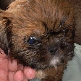 Shih Tzus from Cinnamon's Shih Tzus