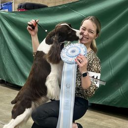 Carly - English Springer Spaniel