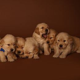 Golden Retriever Puppies from SmallTown Golden Retrievers