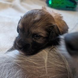 DaoDog Quark Charm - Palomino male Chinese Crested puppy in Highland Park, Michigan from Family Kennel Dao Dog