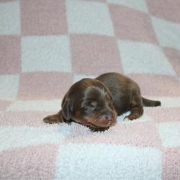 Mrs. Potato Head - Chocolate and tan female Dachshund puppy in Lebanon, Tennessee from Thomas Dachshunds
