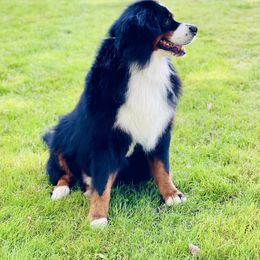 Rufus - Black rust and white male Bernese Mountain Dog puppy in Montrose, Michigan from Royal Bernese Mountain Dogs LLC