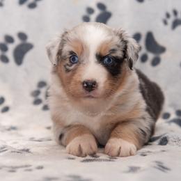 Harper - Blue merle female Australian Shepherd puppy in Lacombe, Louisiana from Indigo River Aussies