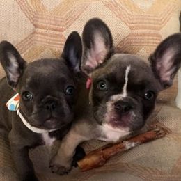 French Bulldogs from Pure Devotion Frenchies
