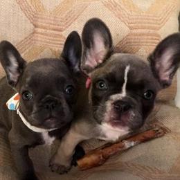 French Bulldogs from Pure Devotion Frenchies