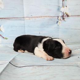 Elizabeth - Black and white female Border Collie puppy in Avilla, Indiana from Borderline Kennels