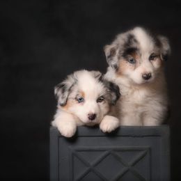 Australian Shepherd Puppies from Veritas Australian Shepherds