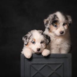 Australian Shepherd Puppies from Veritas Australian Shepherds