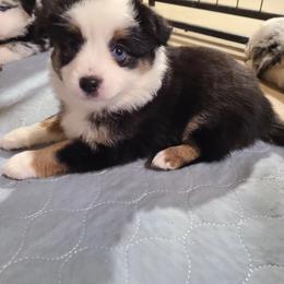 Miniature Australian Shepherd and Toy Australian Shepherd Puppies from Beasley Acres Aussies