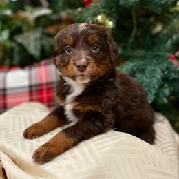 Lego - Red tri-color male Assorted Doodle Crosses puppy in Randolph, Utah from Dry Canyon Pups
