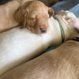 Labrador Retriever Puppies from Outlaw Ridge Kennels