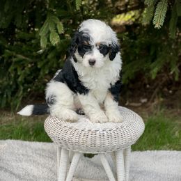 Otis - Tri-color Bernedoodle puppy in Bremen, Indiana from Farmland Doodles