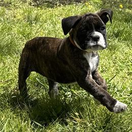 Sadie - Brindle Boxer puppy in Taft, Tennessee from Hillbillie Boxers