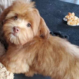 Havanese and Yorkshire Terriers from Circle Puppies