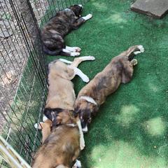 Borzoi and Samoyed Puppies from Kalabria