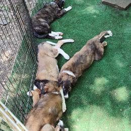 Borzoi and Samoyed Puppies from Kalabria