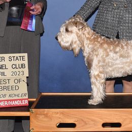 Roxy - Soft Coated Wheaten Terrier