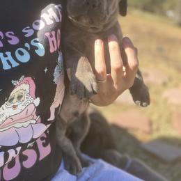 Cane Corso Puppies from Azelees Cane Corso