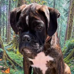 Cinch - Boxer