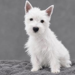 Betty - West Highland White Terrier