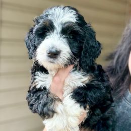 Cookie - Tri-color female Bernedoodle puppy in Denver, Pennsylvania from Greenview Puppies