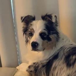 Australian Shepherd Puppies from Shadowood Australian Shepherds
