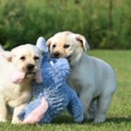 Labrador Retriever Puppies from Startop Labradors