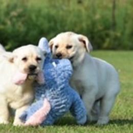 Labrador Retriever Puppies from Startop Labradors