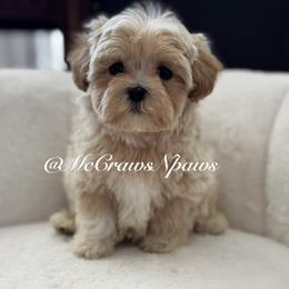 Donatello - Apricot male Maltipoo puppy in Hesperia, California from McCraws N Paws