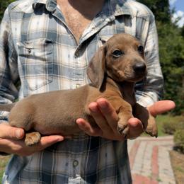 Pinto - Fawn (Isabella) male Dachshund puppy in Augusta, Georgia from Cherokee Hill Dachshunds