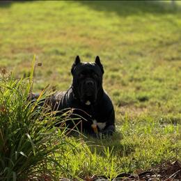 Panther - Black female Cane Corso puppy in Sullivan, Missouri from Midwest Cane Corso in Action