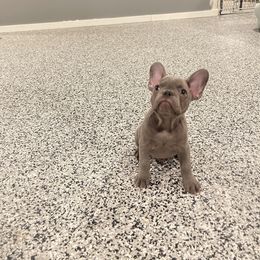 Boy 4 - Blue French Bulldog puppy in New York from Charlie’s Frenchies
