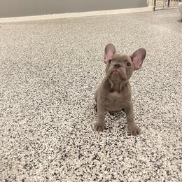 Boy 4 - Blue French Bulldog puppy in New York from Charlie’s Frenchies