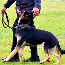 Hannah - German Shepherd