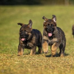 German Shepherd Puppies from Sommerfeld German Shepherds