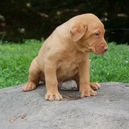 Brushfoot - Yellow male Labrador Retriever puppy in Buffalo Valley, Tennessee from Buffalo Valley Breeders