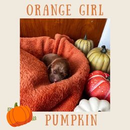 Pumpkin - Red Cavapoo puppy in Columbus, Ohio from FamilyOodles