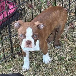 Red girl - Red female Boston Terrier puppy in Mc Donough, Georgia from Ballard Boston Terriers
