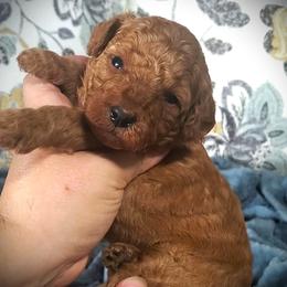 Kissy - Red Mini Poodle Raised in Home - Red  female Poodle puppy in Falcon, Missouri from Cedar House Heritage Poodles | AKC Toy & Miniature Poodle Puppies Raised in Home