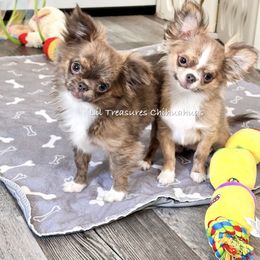 Tiny Bubbles - Blue brindled fawn female Chihuahua puppy in Anderson, South Carolina from Lil Treasures Chihuahuas