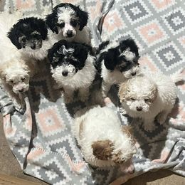 Poodle Puppies from Eagleridge Mini Poodles