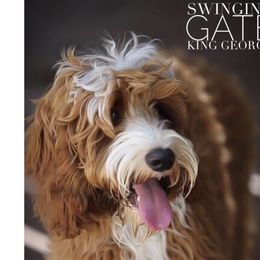 King George - Australian Labradoodle