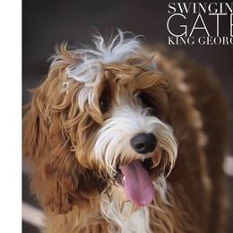 King George - Australian Labradoodle
