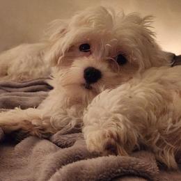 Berry - White male Maltipoo puppy in Buffalo, New York from Debra Stacey's Maltipoo Puppies