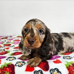Chocolate and tan dapple male - Dapple male Dachshund puppy in Belle Rive, Illinois from Akin's Miniature Dachshunds, LLC