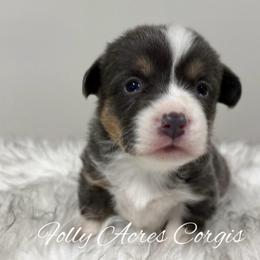Sandy - Gray and white female American Corgi puppy in White Hall, Maryland from Folly Acres Corgis
